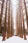 Nami Island - South Korea - January 19: Tourists Taking Photos Of The Beautiful Scenery Around Nami Island On January 19, 2015, South Korea Stock Photo