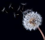 Blowball Of Dandelion Flower Stock Photo