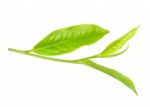 Tea Leaf Isolated On The White Background Stock Photo