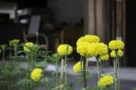 Marigold Flowers In Front Of Home Garden Stock Photo