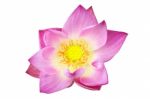 Pink Lotus Flower   Stock Photo