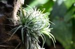 Tillandsia In Nature Stock Photo