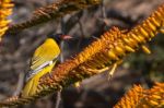 Black-headed Oriole Stock Photo