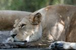 Barbary Lion (panthera Leo Leo) Stock Photo