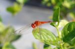 Red Dragon Fly Stock Photo