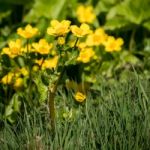 Marsh Marigold (caltha Palustris) Flowering In Springtime Stock Photo