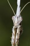 Empusa Pennata Stock Photo