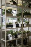 Multiple Green Plant Pots Display On Shelve Stock Photo