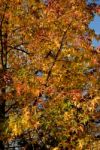 Colorful Autumn Leaves Stock Photo