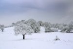 Winter Landscape Stock Photo