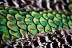 Peackock Torso Feather Detail Stock Photo