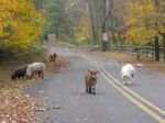 Farm Animals On Road Stock Photo