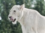 Isolated Photo Of A Scary White Lion Screaming Stock Photo