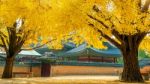 Autumn In Gyeongbokgung Palace,south Korea Stock Photo