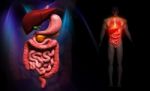 Human Digestive System Stock Photo