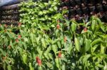 Vertical Garden Of Green Vegetable Wall Stock Photo