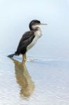 Spotted Shag (phalacrocorax Punctatus) Stock Photo