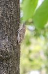 Cicada On Tree Close Up Stock Photo