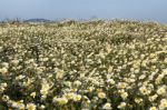 Crown Daisies In The Countryside Stock Photo