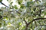 The Blooming Of Apple Trees Stock Photo