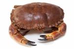 Cancer Pagurus Sea Crab On White Background Stock Photo