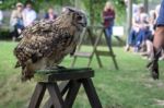 Eurasian Eagle-owl (bubo Bubo) Stock Photo