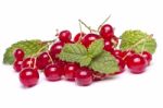 Tasty Red Currant Berries Stock Photo