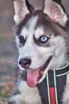 Puppy Husky Dog Stock Photo