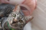 Portrait Of Cute Tabby Cat Fluffy Pet Looks Curious Stock Photo