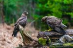 Common Buzzard (buteo Buteo) In A Forest Stock Photo