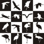 Black And White Background With Storks Stock Photo