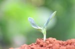 Growing Plants Stock Photo