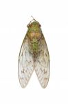 Cicada Stock Photo