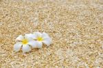 Plumeria On Gravel Stock Photo