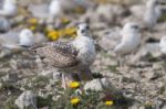 Young Seagulls Near The Cliffs Stock Photo