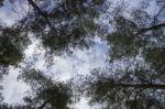 Watching The Blue Sky True The Branch Tree Stock Photo