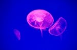 Moon Jellyfish Stock Photo