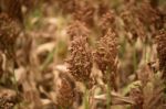 Field Of Australian Sorghum Stock Photo