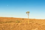 Tree In The Namib Desert Landscape Stock Photo