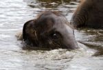 Funny Portrait Of A Swimming Elephant Stock Photo