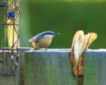 Nuthatch Stock Photo