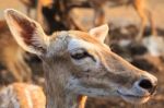 Female Wild Dear Face Stock Photo