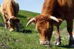 Cows Eating The Grass Stock Photo