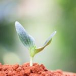 Growing Plants Stock Photo