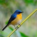 Male Hill Blue Flycatcher Stock Photo