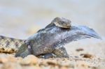 Water Snake Swallows Fish Stock Photo