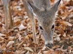 Beautiful Background With A Cute Wild Deer Eating Leaves In Forest Stock Photo