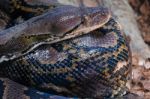 Fuengirola, Andalucia/spain - July 4 : Reticulated Python (pytho Stock Photo