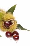 Chestnuts Isolated On A White Background Stock Photo