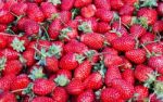 Fresh Strawberry  Stock Photo